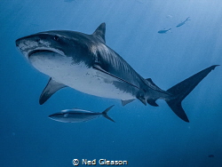 Tiger shark III by Ned Gleason 